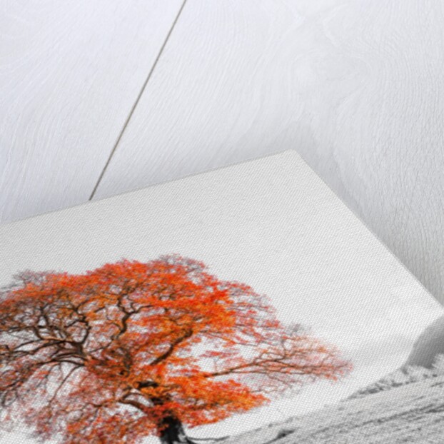 Tree on a hill by Assaf Frank